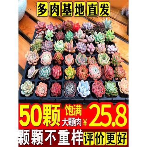 多肉植物组合花卉盆栽室内