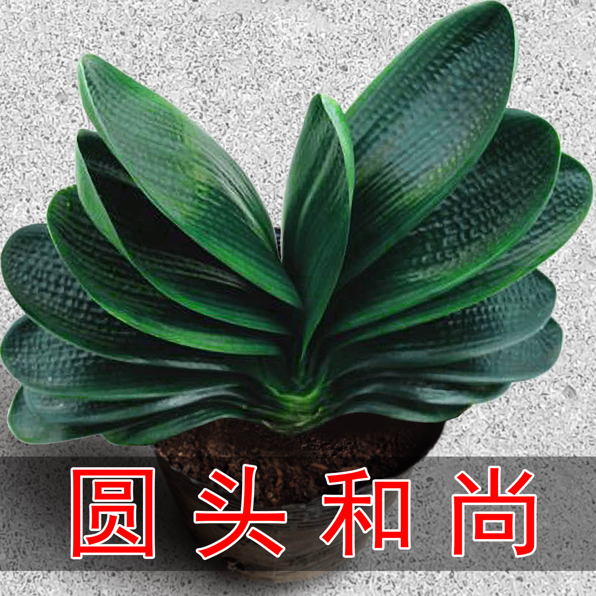 圆头和尚君子兰盆栽带花苞
