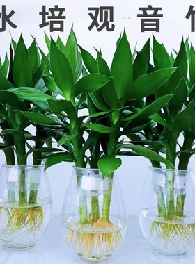 观音竹富贵竹水培植物带根发货办公室内盆栽客厅花卉易活植物水养