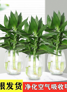 观音竹富贵竹水培植物盆栽室内办公室客厅富贵竹绿植带花盆节节高