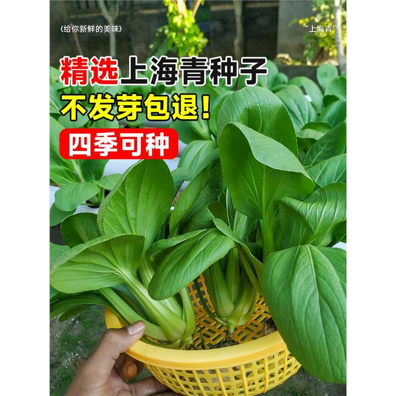 上海青菜种子籽孑大全四季