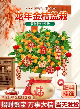 四季金桔树苗盆栽带果可食
