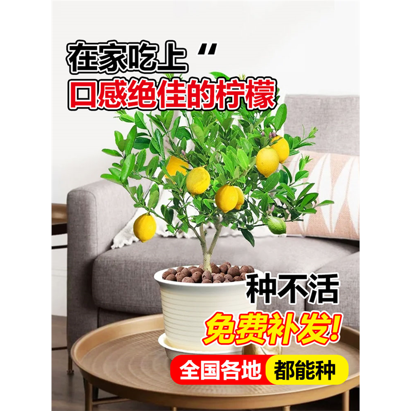 香水柠檬树盆栽可食用绿植老桩苗花卉植物室内花阳台四季好养易活