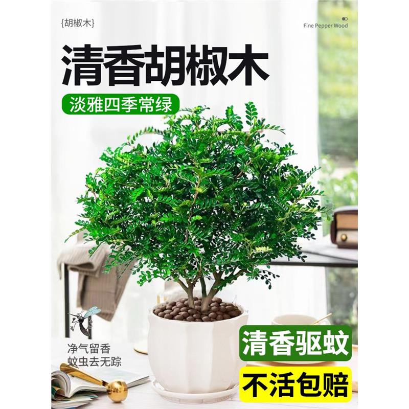 正宗清香胡椒木盆栽绿植驱蚊草花卉植物室内外树苗九里香老桩盆景