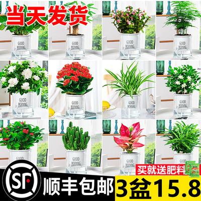 水培植物绿萝箩发财树多肉