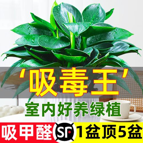 金钻盆栽绿萝箩花卉植物室