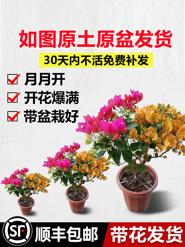 精品三角梅盆栽带花苞重瓣