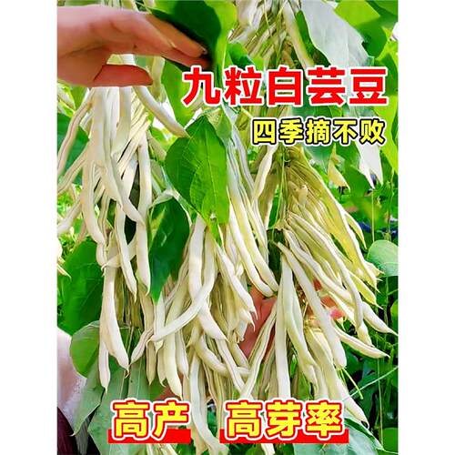 九粒白芸豆种籽不老四季孑