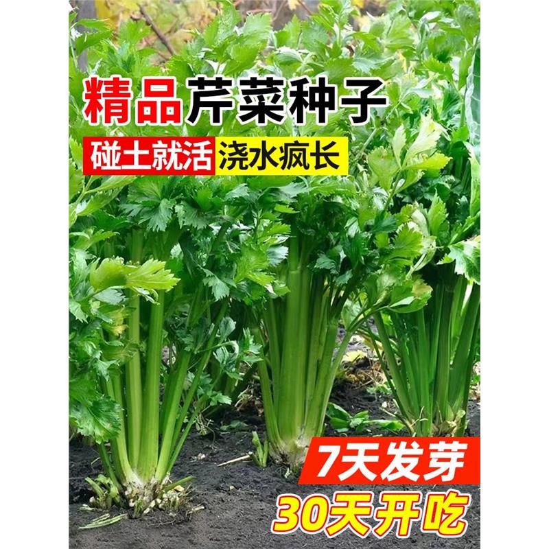芹菜种子四季小香芹种孑阳台种植蔬菜籽种庭院西芹籽盆栽菜种高产
