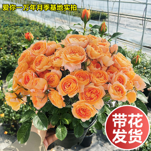 花苗带花苞盆栽四季 果汁阳台月季 开花玫瑰特大花庭院阳台花卉植物