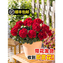 重瓣天竺葵盆栽花苗带花苞室内垂吊大花卉四季开花鲜花绿植物好养