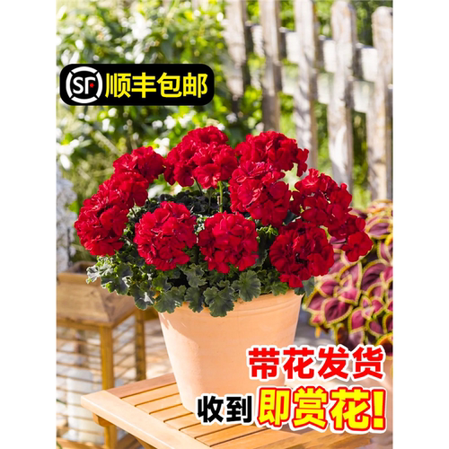 重瓣天竺葵盆栽花苗带苞室
