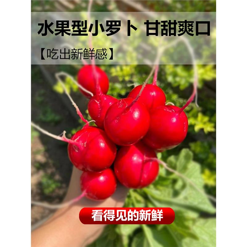 四季夏樱桃萝卜种籽子盆栽