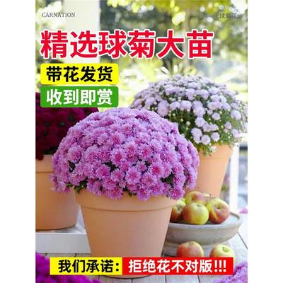 球菊花盆栽珠玉之卵苗九月