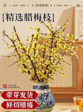 腊梅花鲜水养切干枝蜡年宵