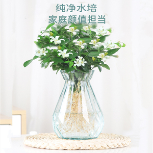 水培九里香花卉盆栽绿植浓香四季花驱蚊驱虫植物室内阳台净化空气