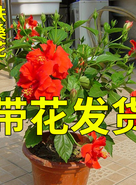 扶桑花盆栽重瓣带花苞红色朱瑾牡丹草阳台四季开花卉室内植物绿植