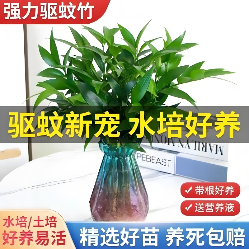 竹柏驱蚊竹水培植物室内客厅水养绿植花卉盆栽办公室桌面四季好养