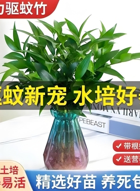 竹柏驱蚊竹水培植物室内客厅水养绿植花卉盆栽办公室桌面四季好养