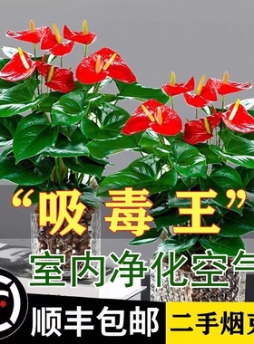 红掌盆栽带花一帆风顺鸿运当头水培植物绿萝箩花卉绿植室内好养活