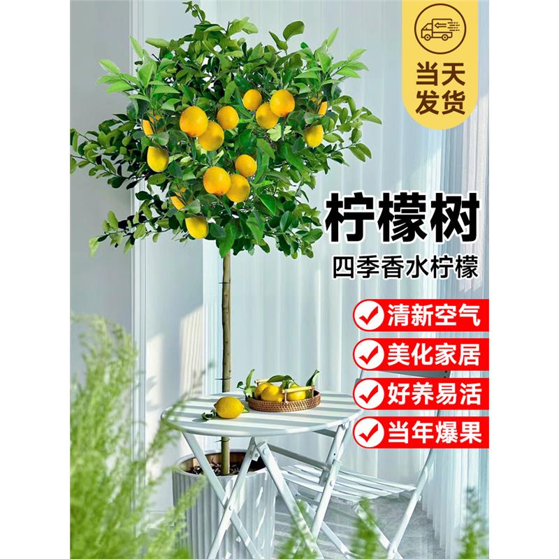 香水柠檬树盆栽带果四季可食用旺宅绿植室内大型植物客厅网红树苗