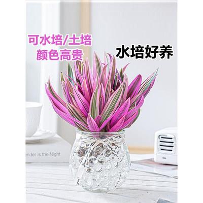 紫露兰水培绿植物吊小盆栽