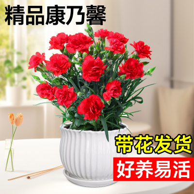 康乃馨盆栽带花苞大四季开