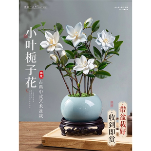 小叶栀子花盆栽开花植物室内桌面茶几好养花卉绿植办公室净化空气