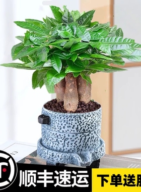 发财树盆栽植物室内客厅绿植小盆景四季常青办公室好养小盆栽花卉