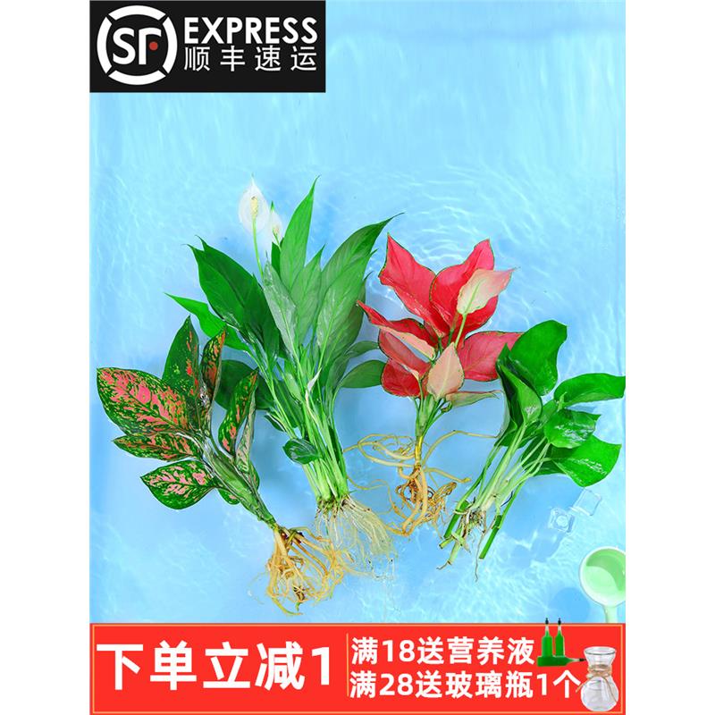水培植物吉利红室内花卉盆