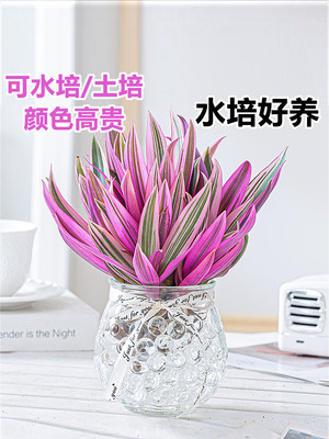紫露兰水培绿植物吊小盆栽