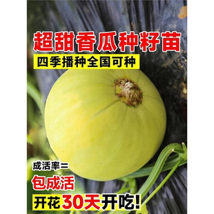 日本甜宝甜瓜种籽绿宝石甜瓜羊角蜜子香瓜西瓜苗蔬菜苗秧南方种植