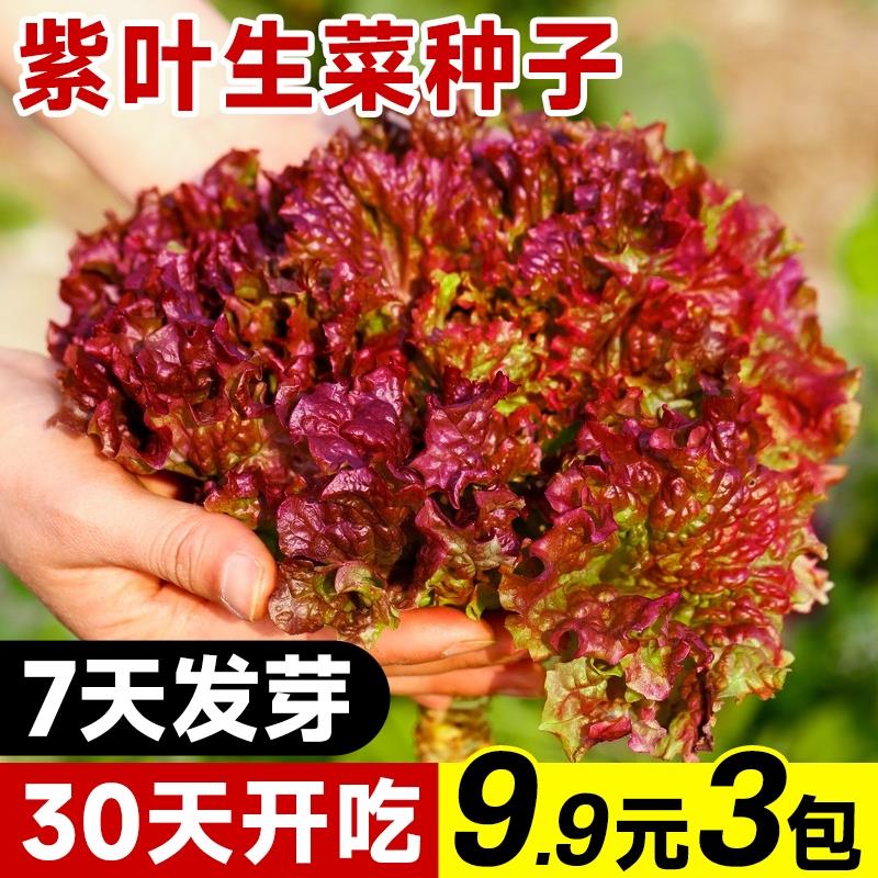紫叶生菜种子四季意大利籽