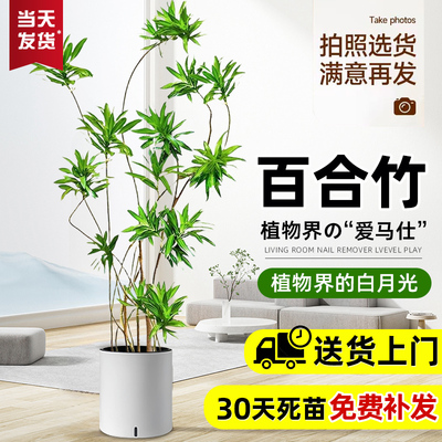 金心百合竹真绿植客厅大型