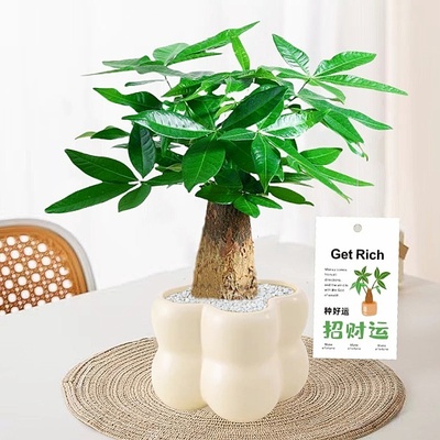 发财树小盆栽办公室内绿植