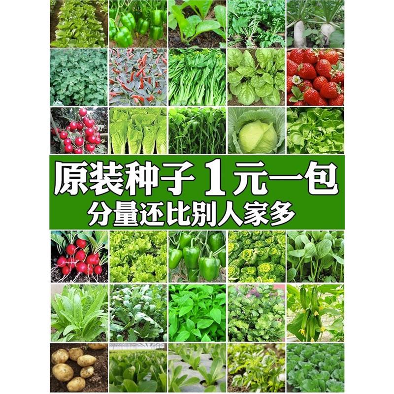 四季蔬菜种子香菠青葱油麦