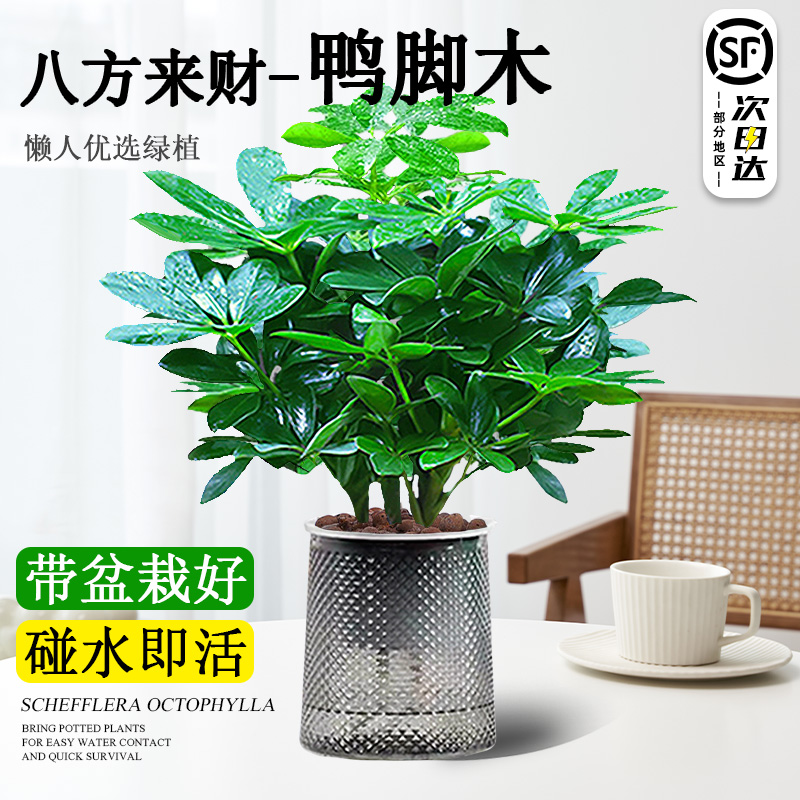 八方来财鸭脚木盆栽四季常