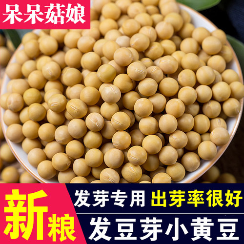 呆呆菇娘发芽黄豆1斤【生豆芽】