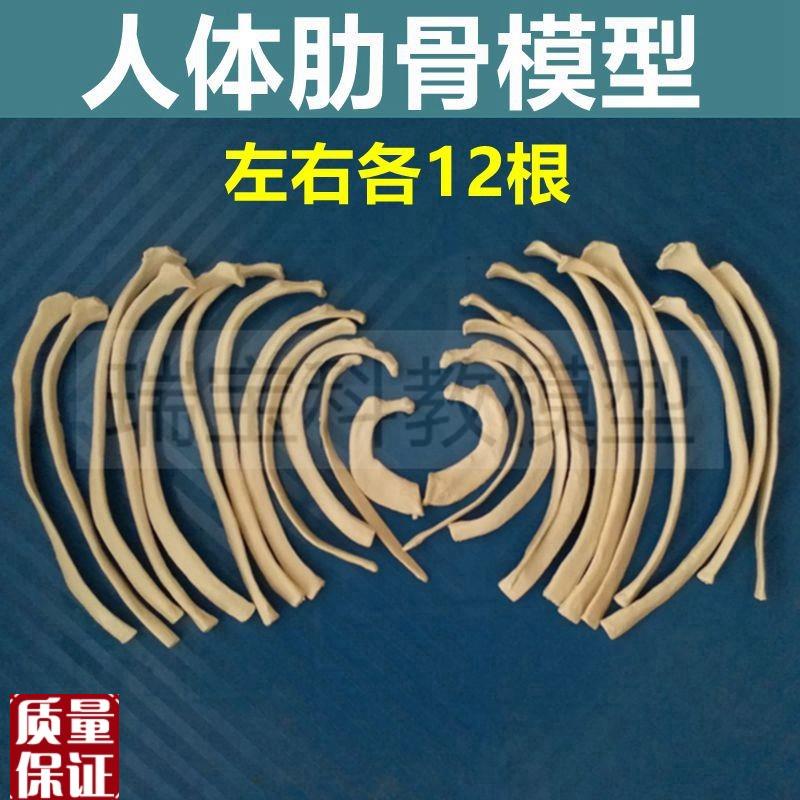 肋骨模型人体骨骼l仿真医学美术器材胸腔骨24根肋骨塑料骨头骨折
