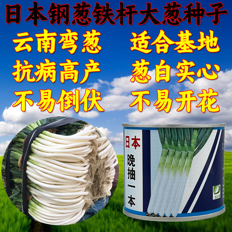 日本品种铁杆大葱种子 弯葱种子 四季葱籽 基地专用大葱子 包邮