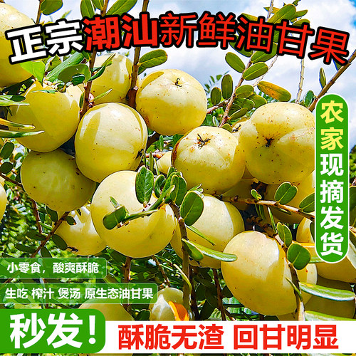 现摘潮汕油甘果酸甜可口孕妇水果