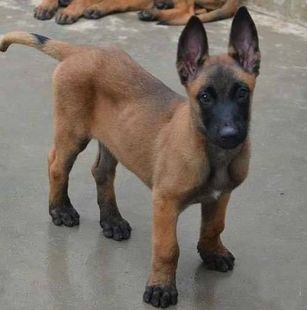 马犬幼犬警犬活体纯种黑背犬出售大型工作犬护卫犬马里努阿犬