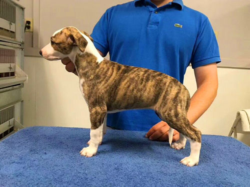 精品纯种灵缇犬惠比特犬猎兔犬格力幼犬小幼犬细犬细狗宠物活物