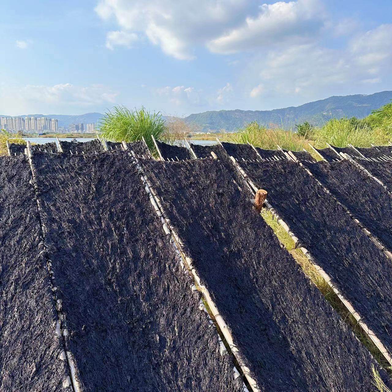 2025年霞浦头水紫菜 无沙免洗 细嫩绵甜 日晒/烘干 250g/份,水产肉类/新鲜蔬果/熟食,紫菜/海苔,淘宝优惠券,粉丝福利购,淘宝优惠卷