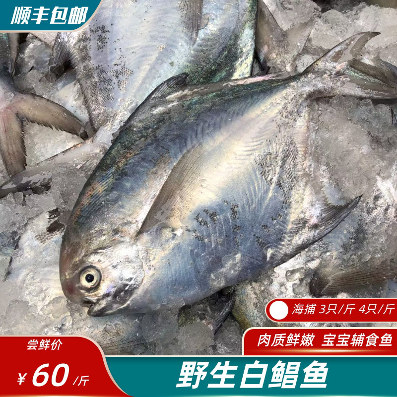 新鲜没有小毛刺流网鲳肉质嫩辅食