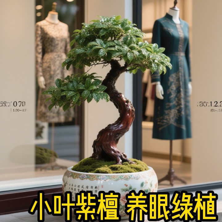 【茶桌伴侣】小叶紫檀老桩室内盆景客厅办公室桌面四季染色黑骨茶
