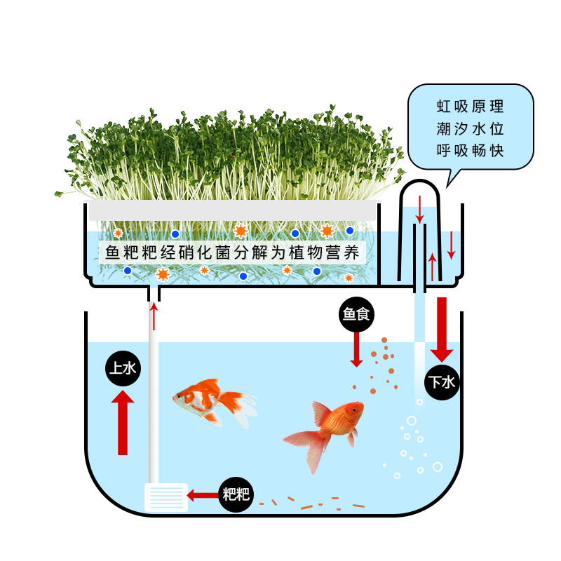 水培植物鱼缸一体和鱼共养生态自清洁循环免换水桌上室内2022网红