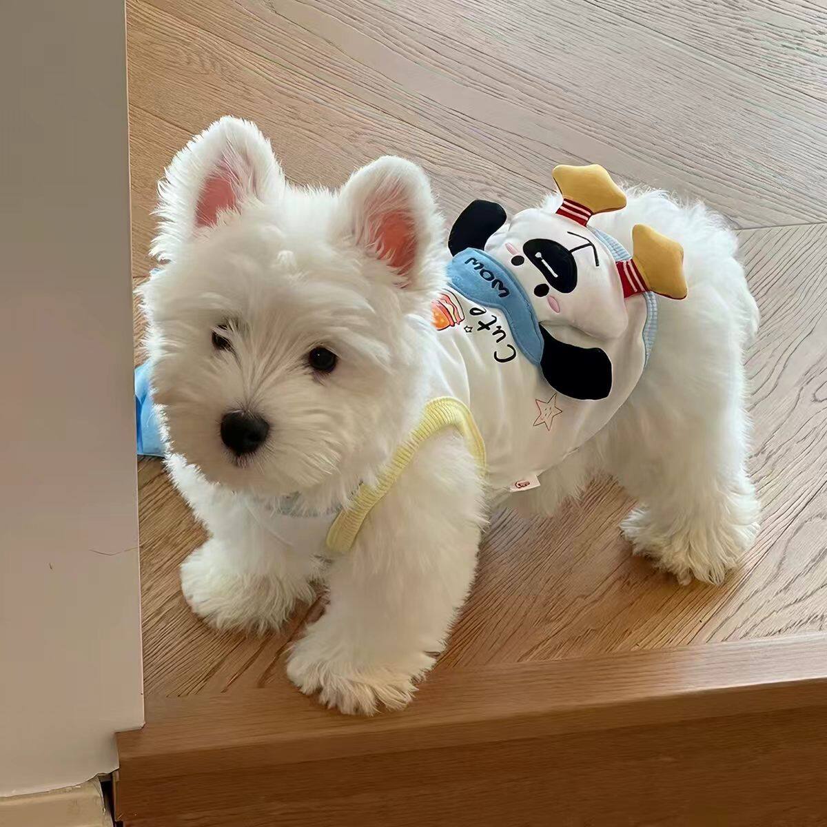2026新款狗狗衣服小狗宠物比熊小型犬薄款漂亮夏季背心可爱猫衣服