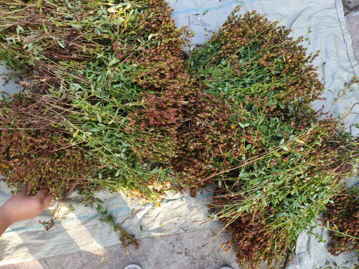 稳心草鹿心草大兴安岭特产泡水的新干品无添加自然晾晒1斤