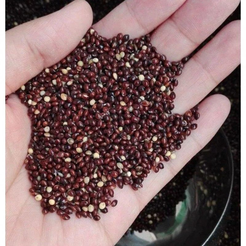 散装稗草种水稗子 长稻田里 养喂鱼草 水稗草籽 水草种子牧草种子